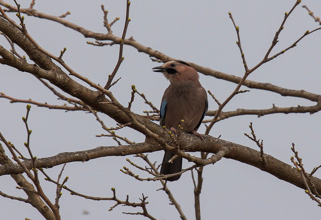 Eurasian Jay