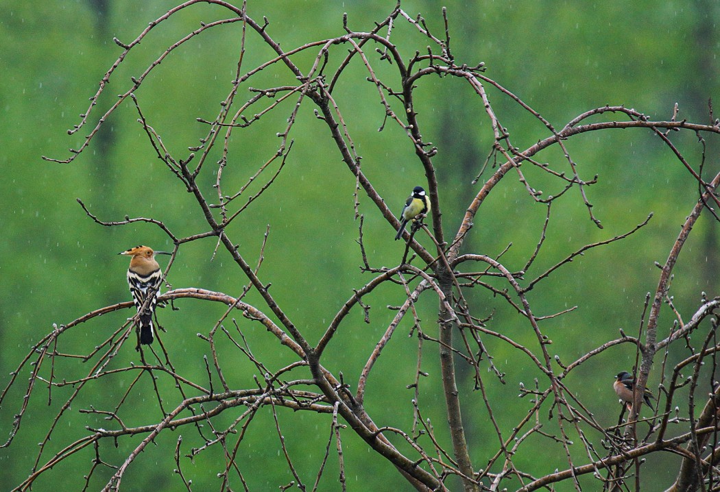 Common Hoopoe