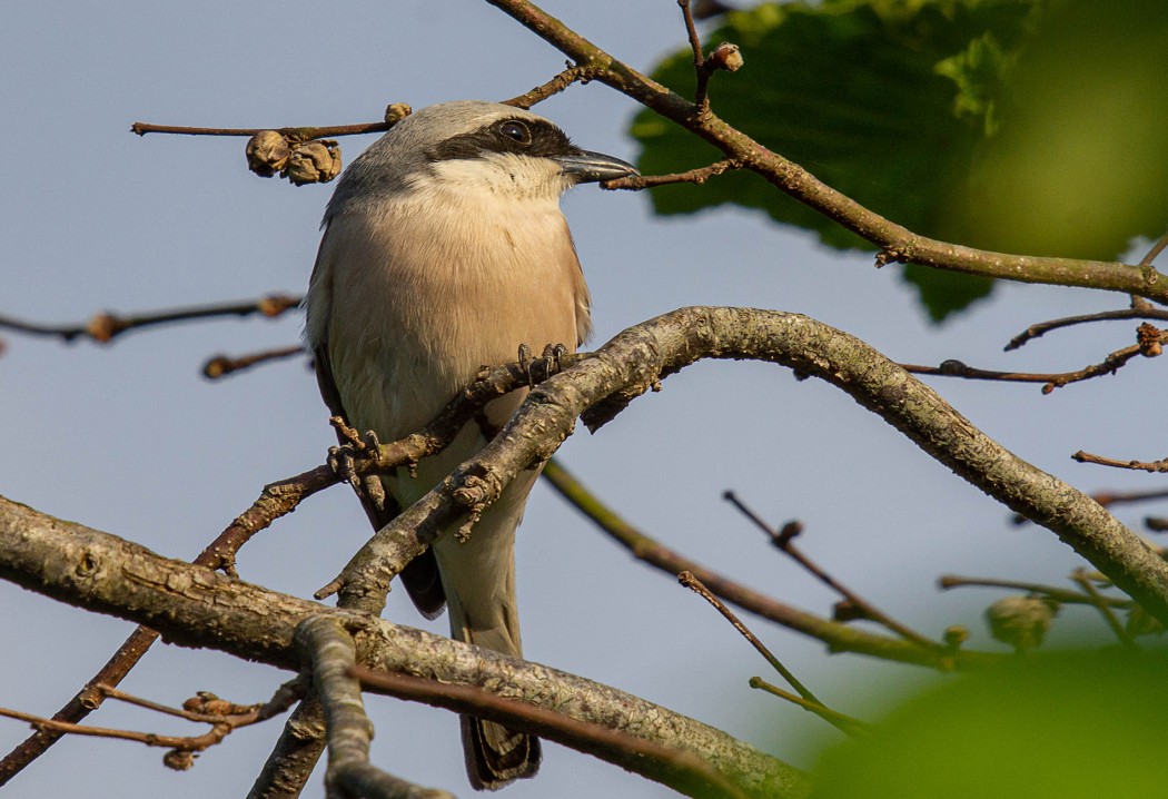 Red-backed Shrike