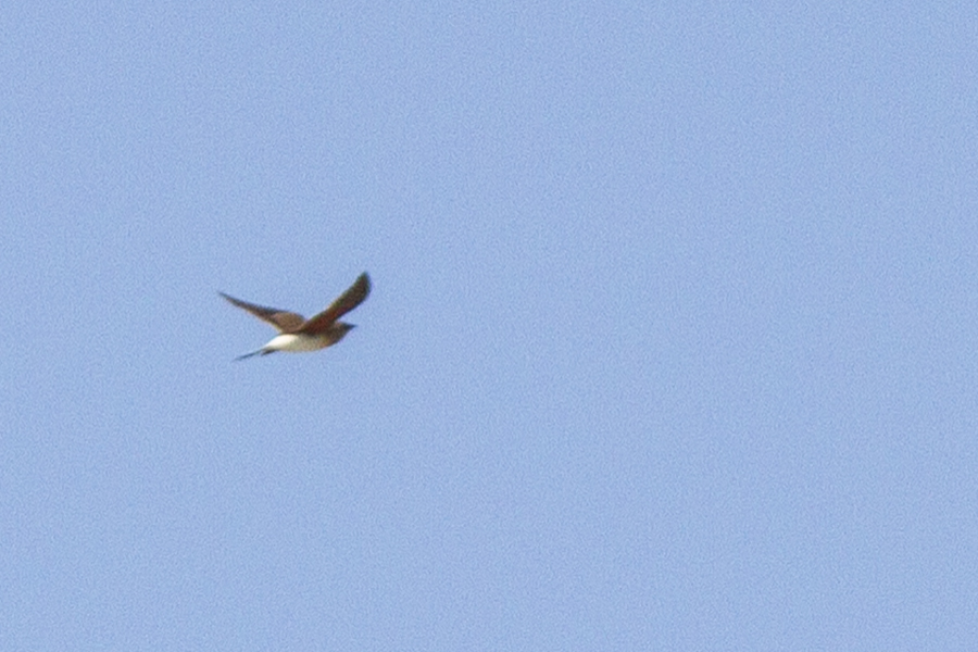 Collared Pratincole