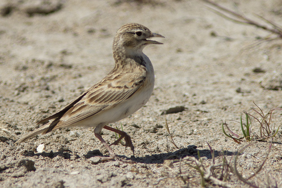 Greater Short-toed Lark