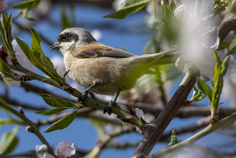 Eurasian Penduline Tit