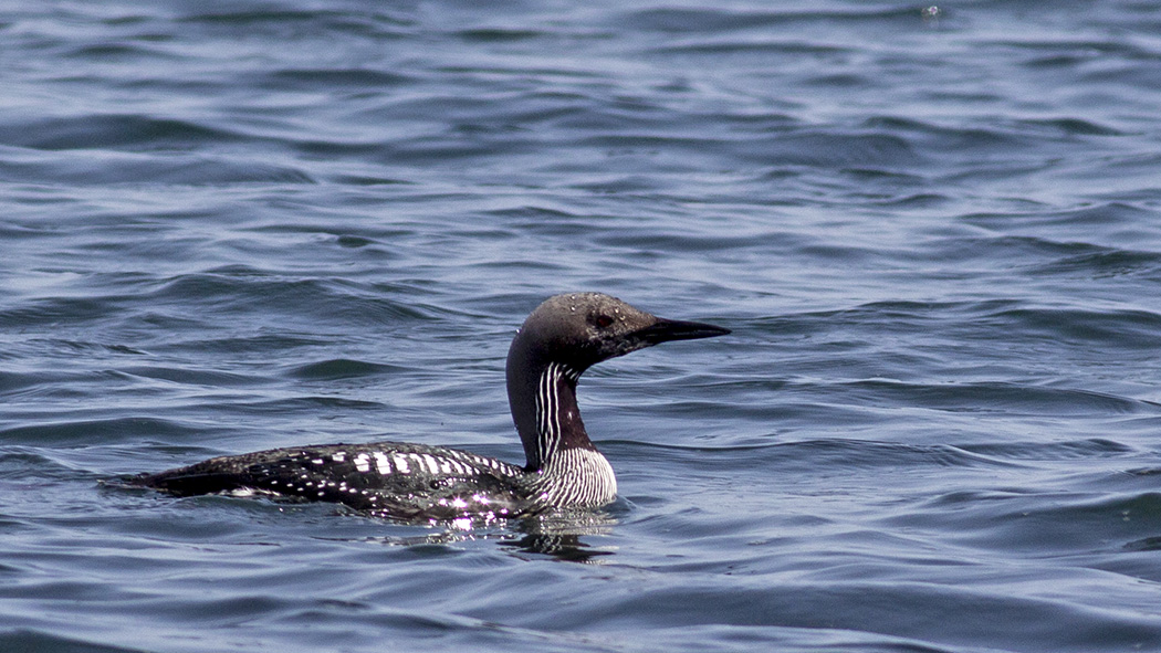 Black-throated Loon