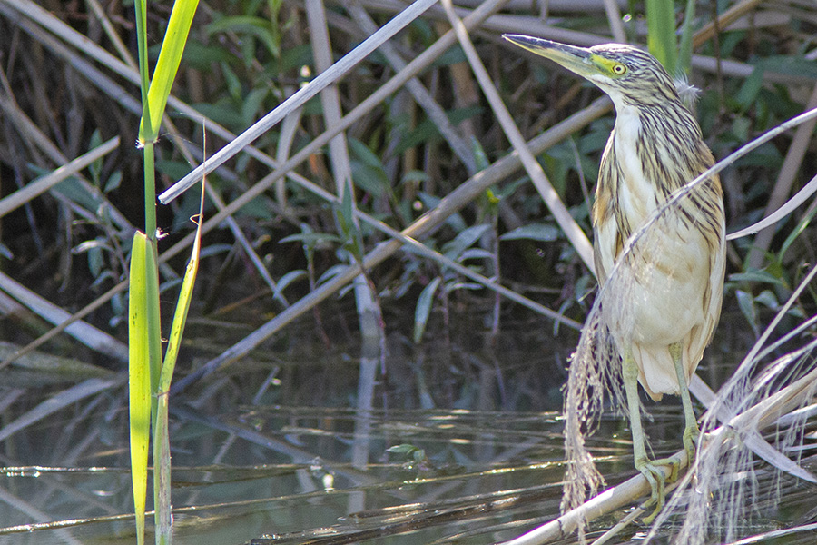 Squacco Heron