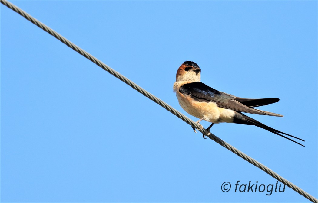 European Red-rumped Swallow
