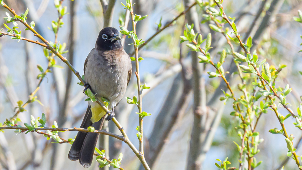 White-spectacled Bulbul