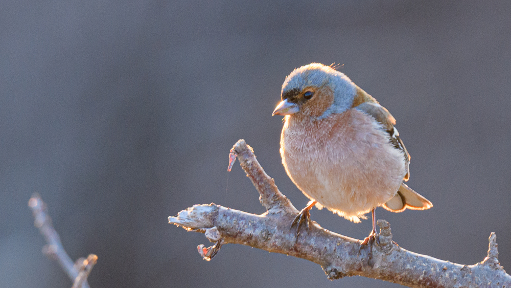 Eurasian Chaffinch