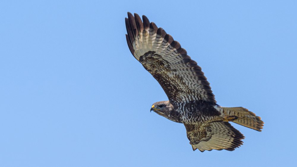 Common Buzzard