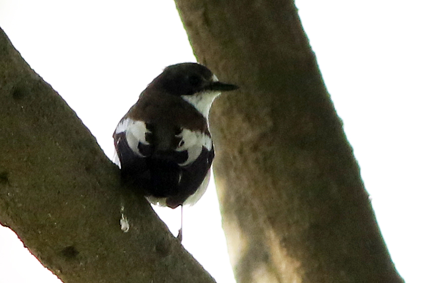 European Pied Flycatcher