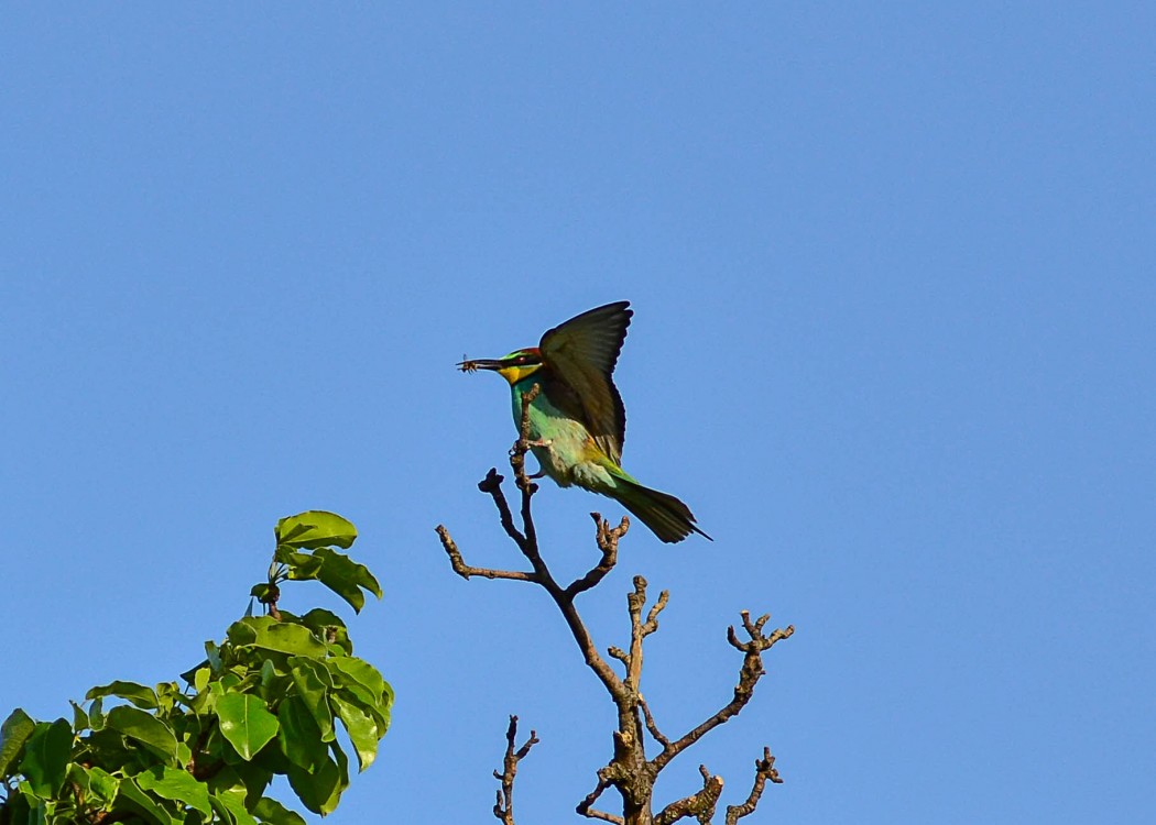 European Bee-eater