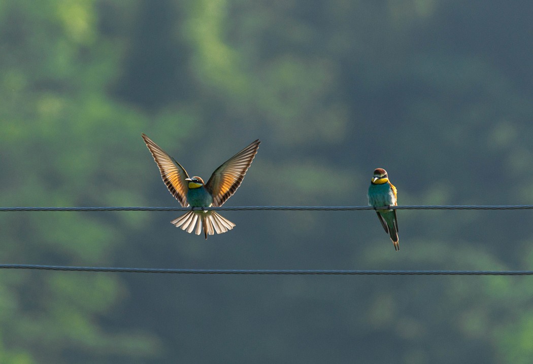 European Bee-eater
