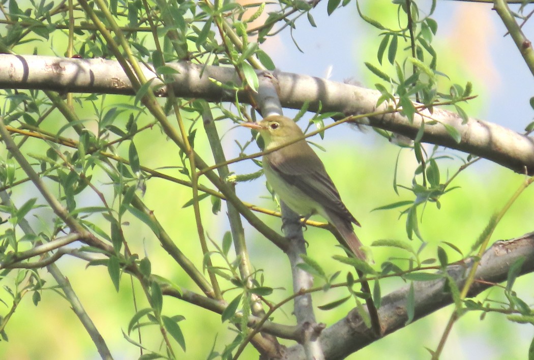 Icterine Warbler