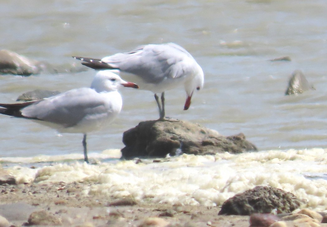 Audouin`s Gull