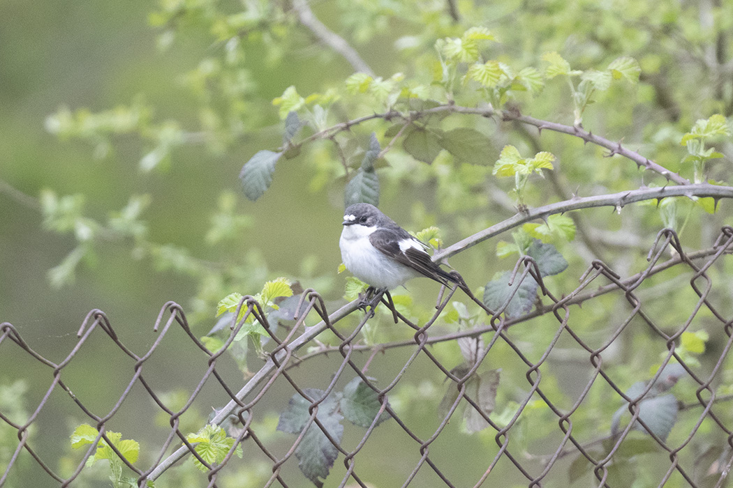 European Pied Flycatcher