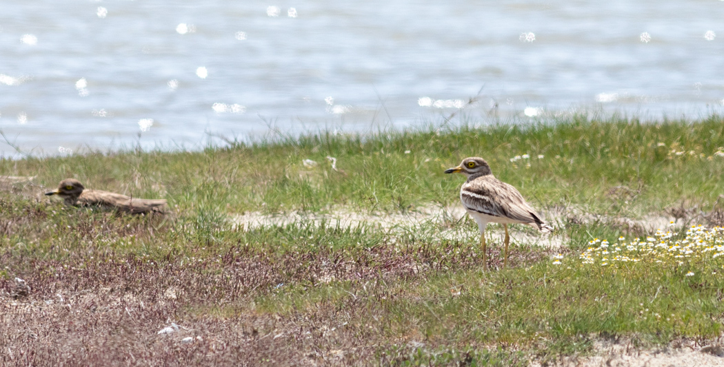 Eurasian Stone-curlew