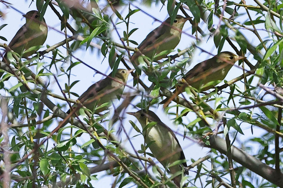 Icterine Warbler