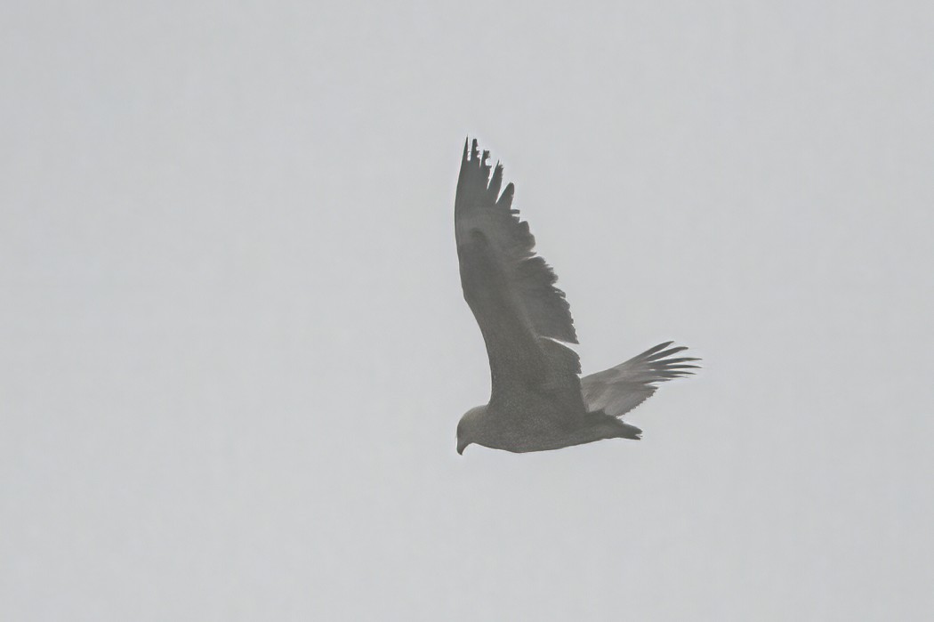 Bateleur