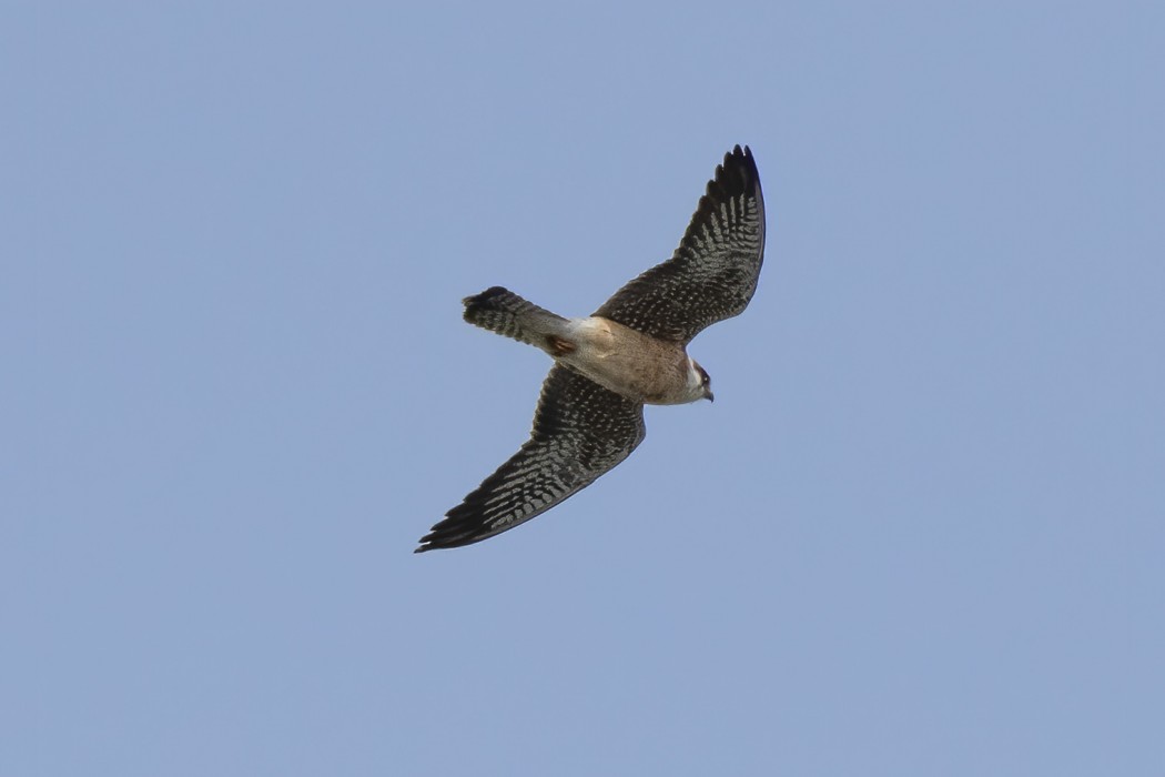 Red-footed Falcon