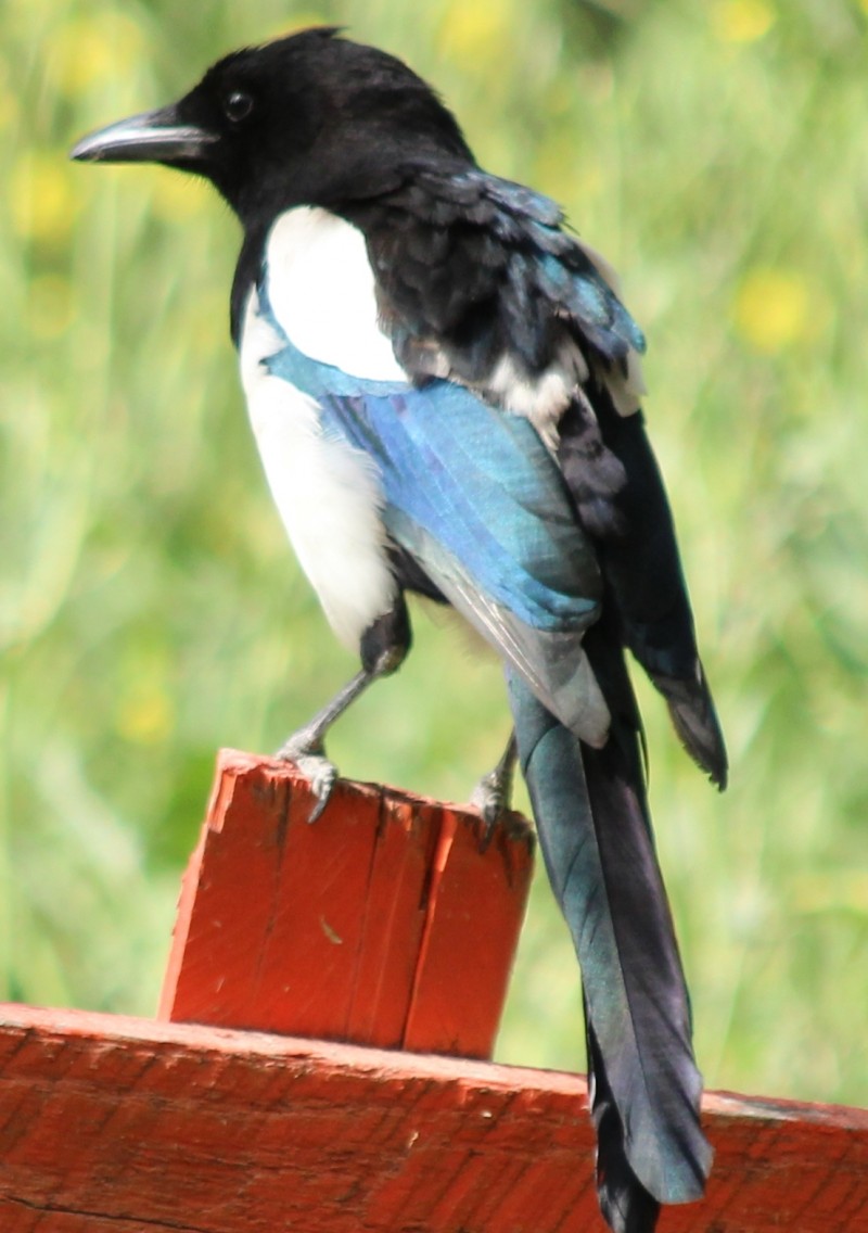 Eurasian Magpie