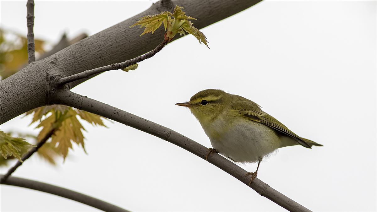Wood Warbler