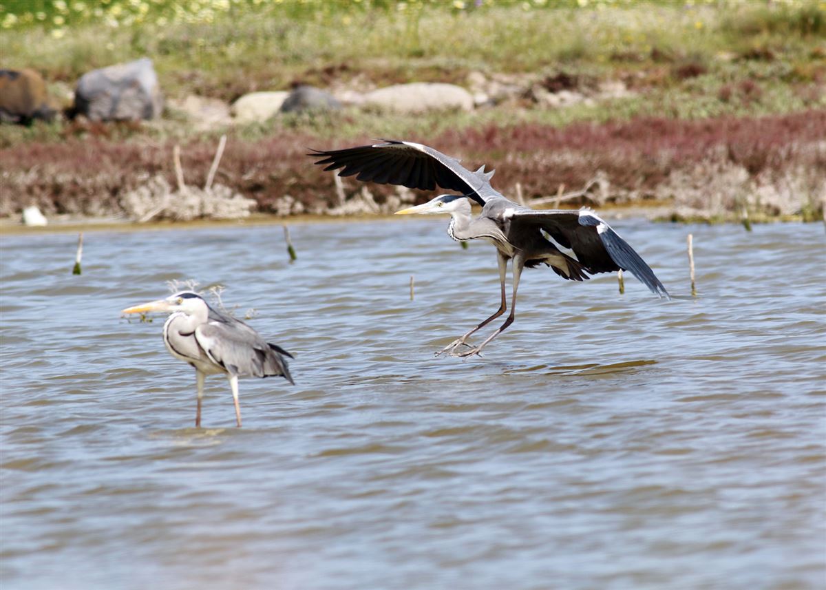 Grey Heron