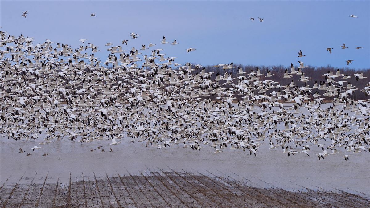 Northern Pintail