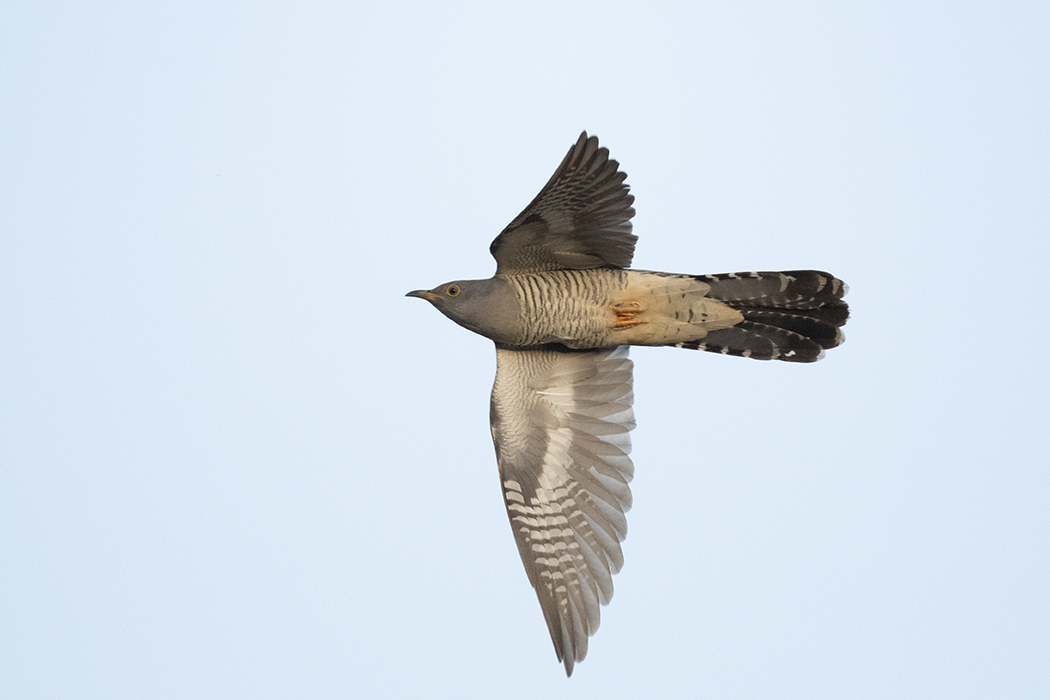 Common Cuckoo