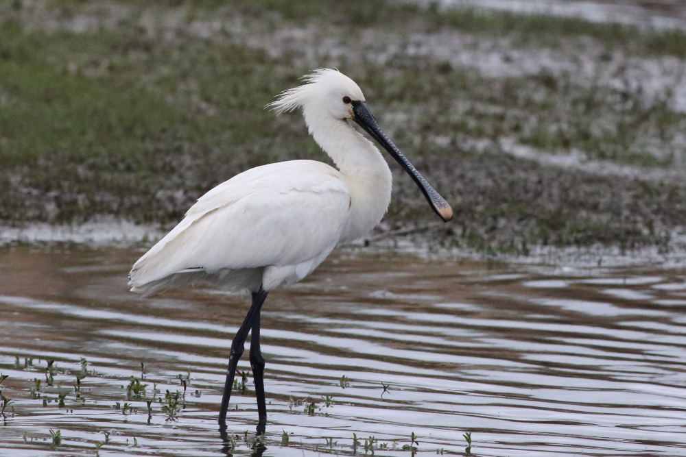 Eurasian Spoonbill