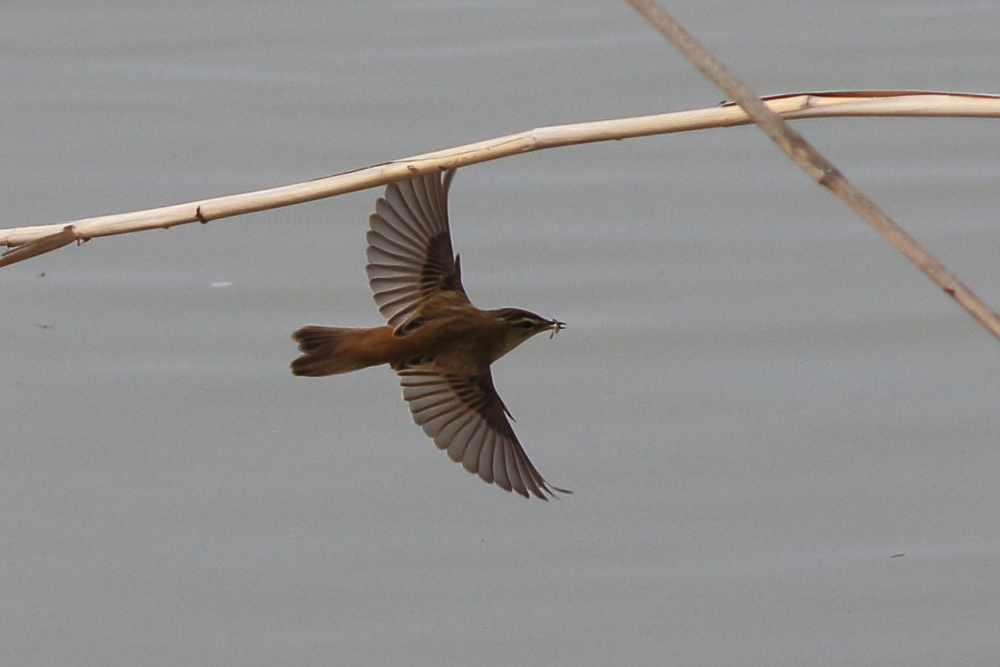 Moustached Warbler