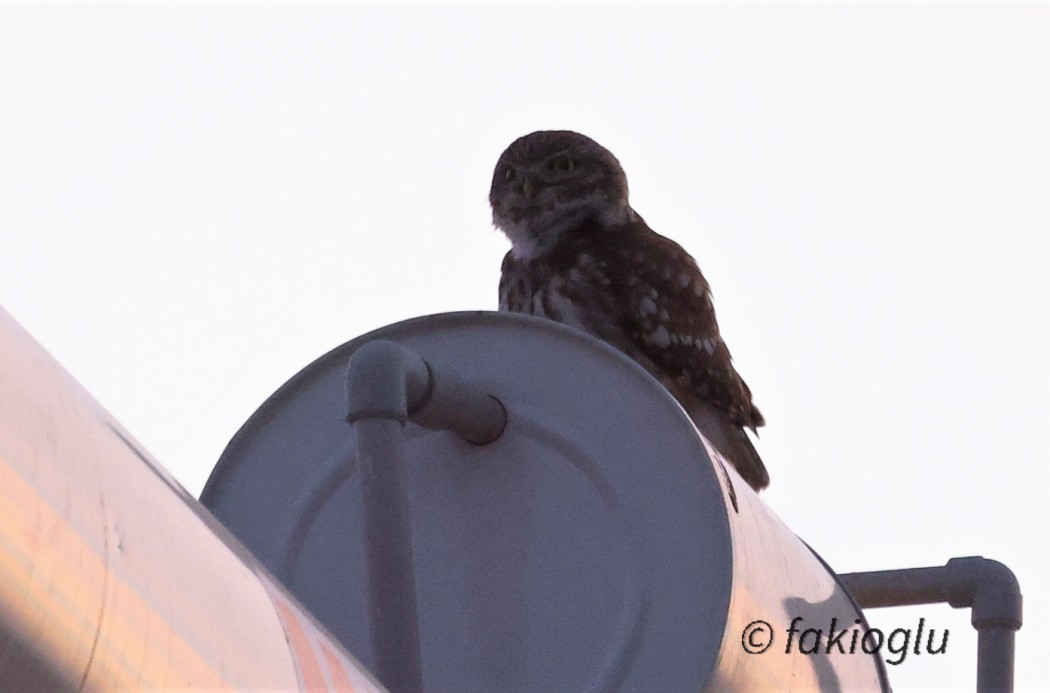 Little Owl