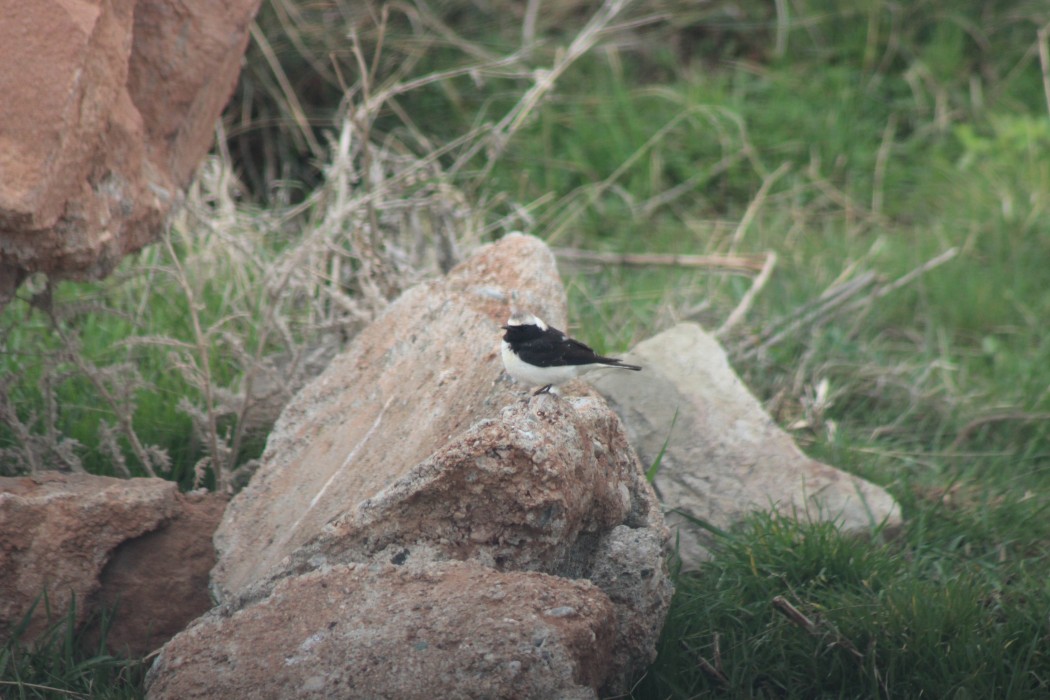 Pied Wheatear