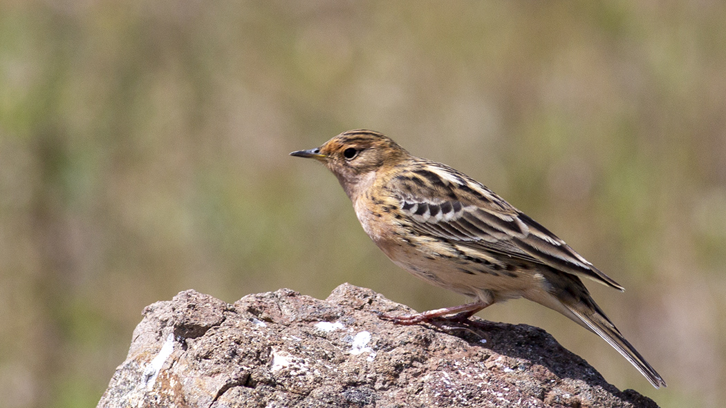 Red-throated Pipit