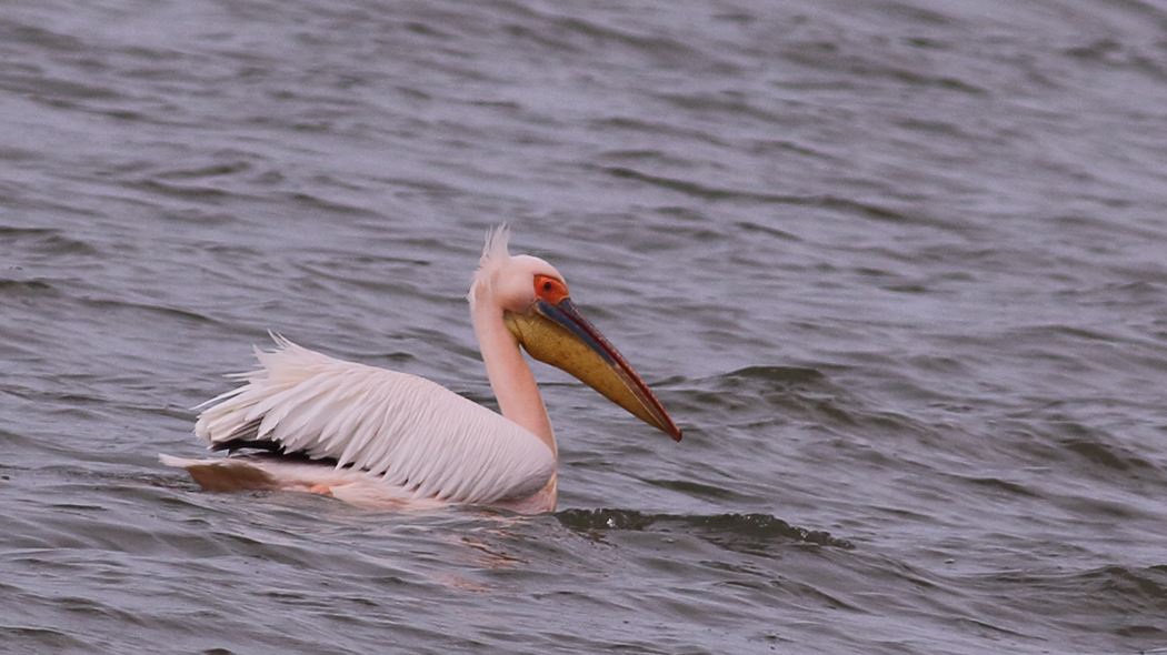 Great White Pelican