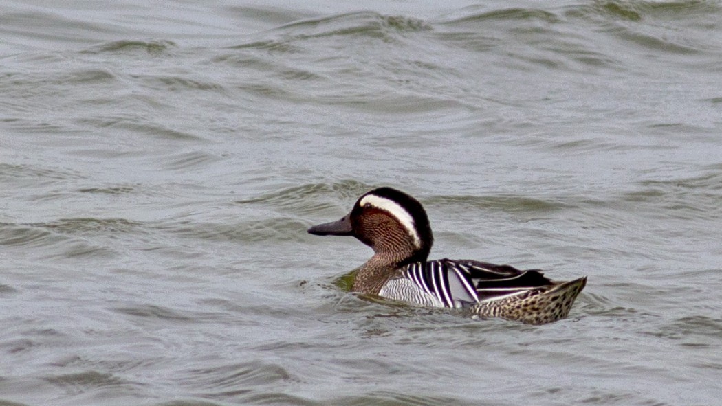 Garganey