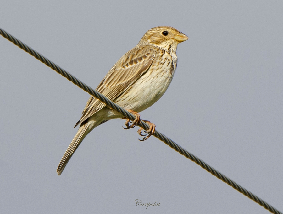 Corn Bunting