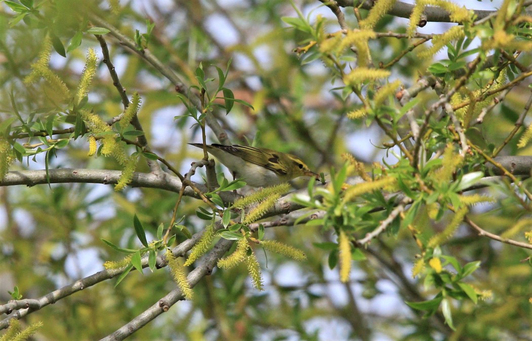 Wood Warbler