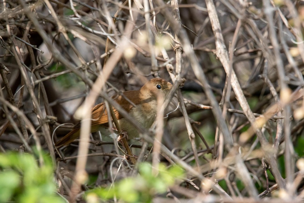 Common Nightingale