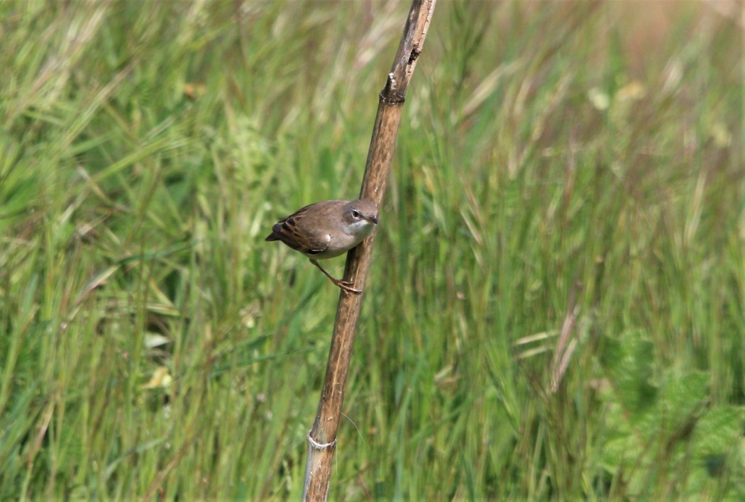 Common Whitethroat