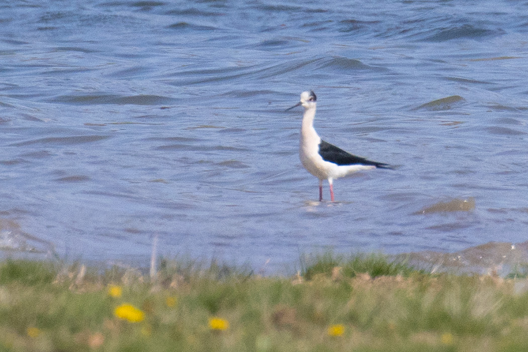 Black-winged Stilt