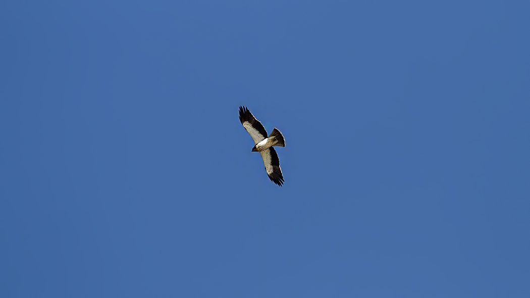 Booted Eagle