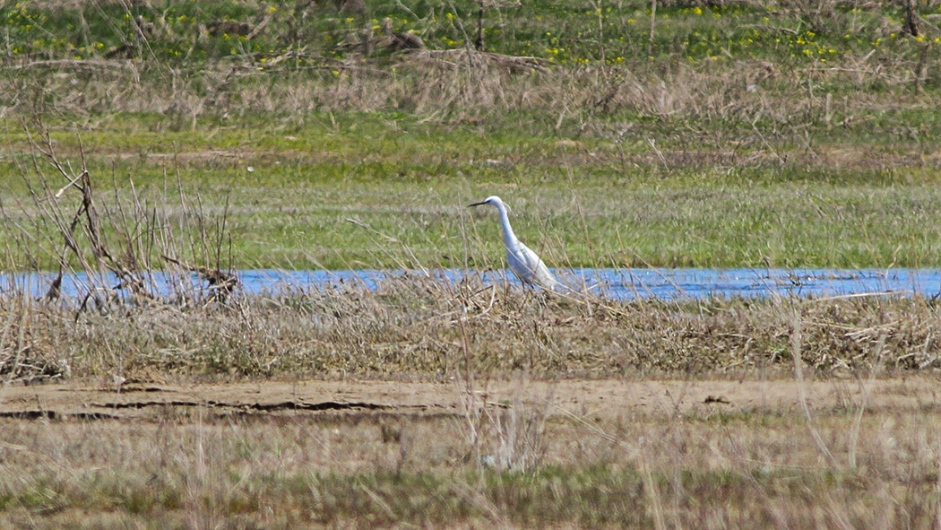 Little Egret