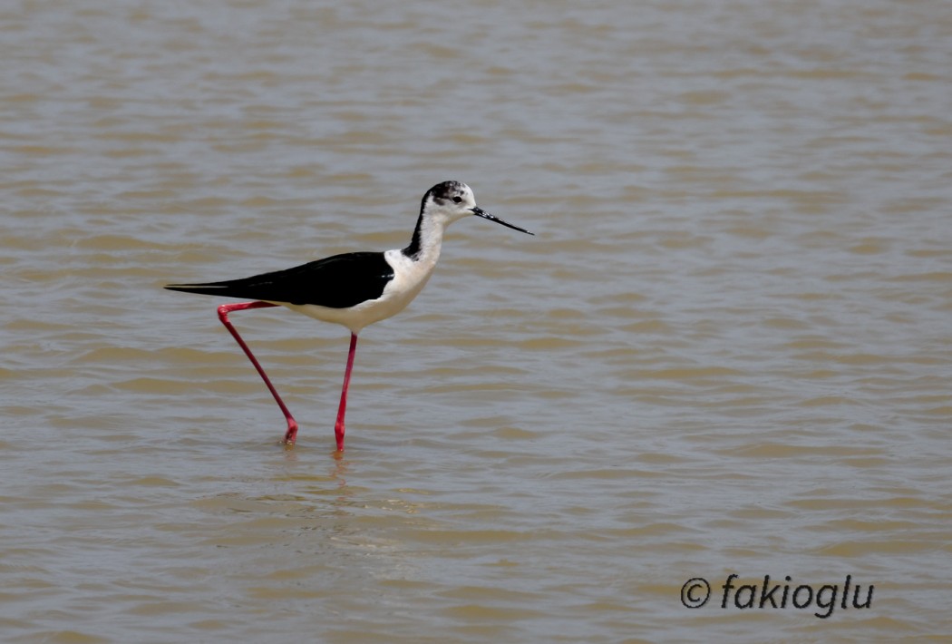 Black-winged Stilt