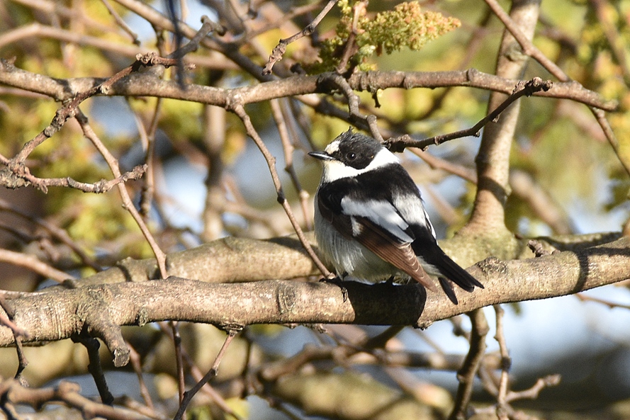 Collared Flycatcher