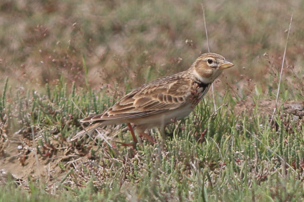 Calandra Lark
