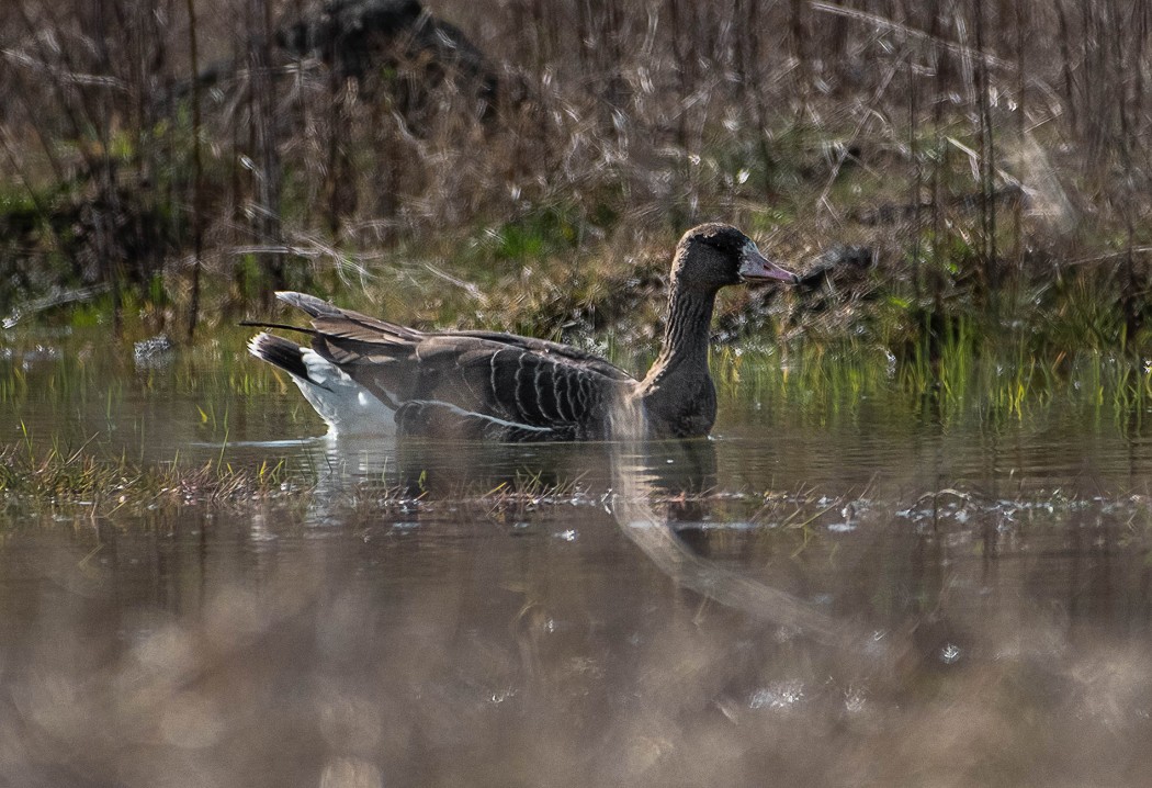 Greater White-fronted Goose