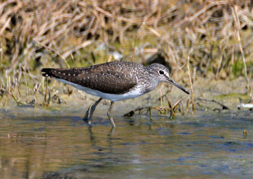 Green Sandpiper