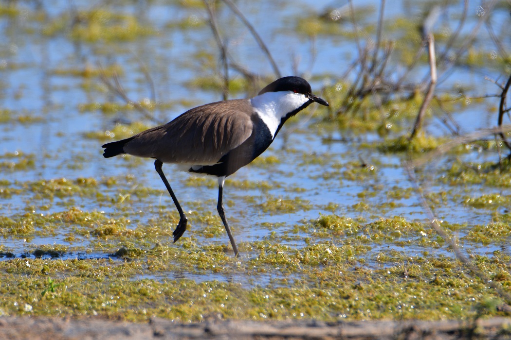 Spur-winged Lapwing