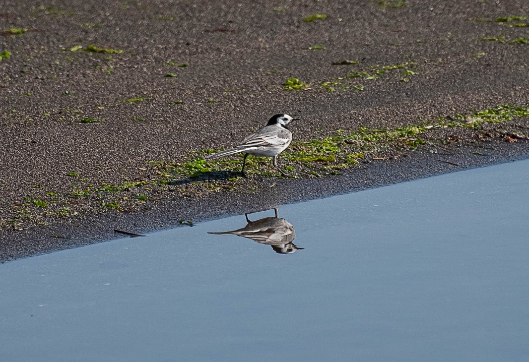 White Wagtail