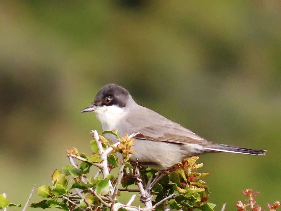 Eastern Orphean Warbler