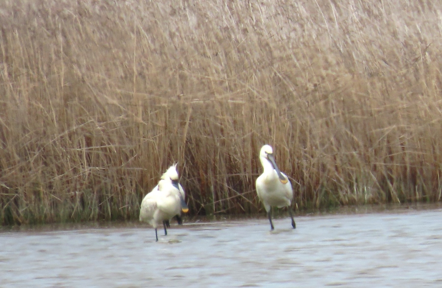 Eurasian Spoonbill